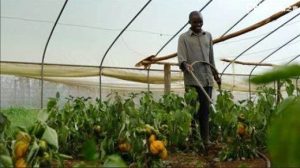 Kenya’s Agricultural Machinery Shortage Is Over 50%? An In-Depth Report on Kenya’s Agricultural Machinery Market in 2025